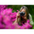 Фотоаппарат Nikon Z fc черный 20.9Mpix 2.9" 4K WiFi EN-EL15c